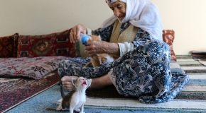 Anneleri ölen yavru kedilere 96 yaşındaki nine sahip çıktı