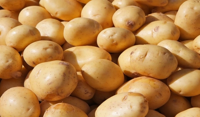  Patates üreticilerine duyuru
